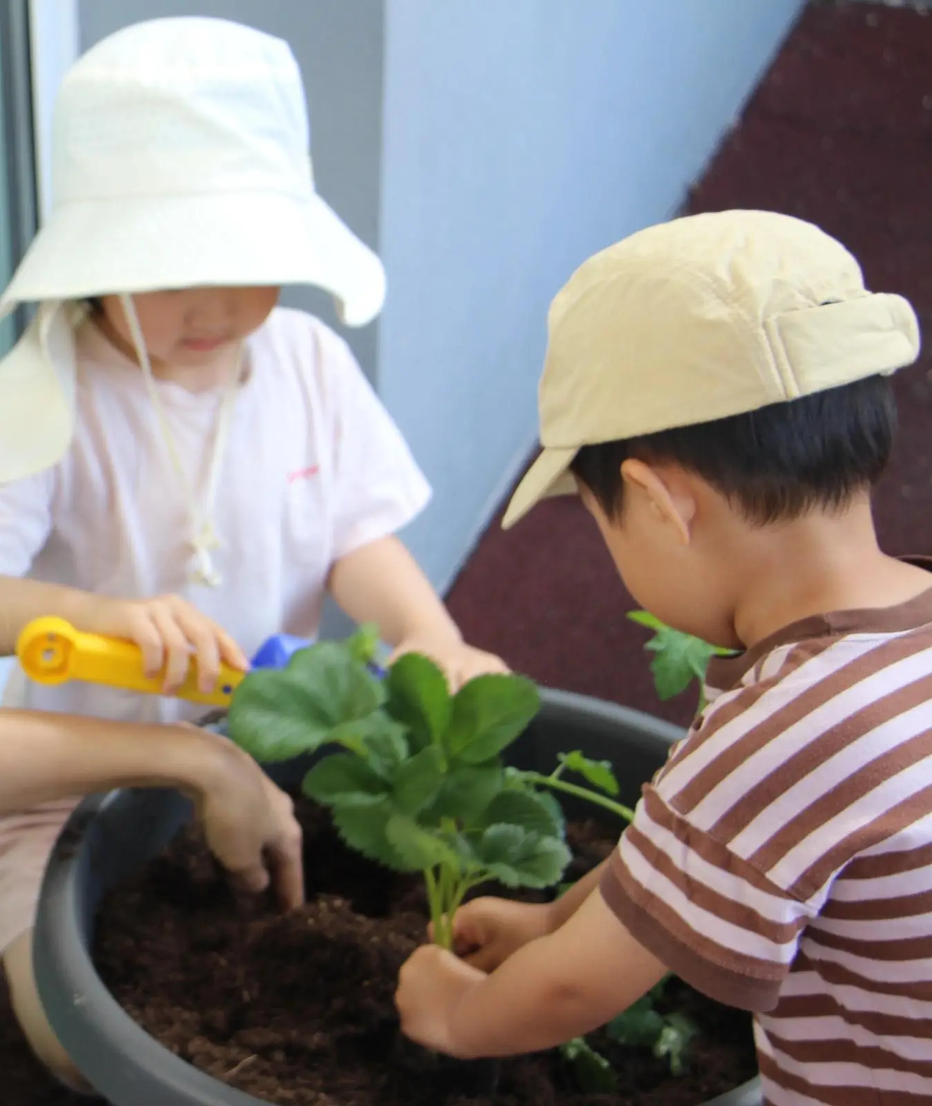 Two children in sun hats planting strawberry seedlings together