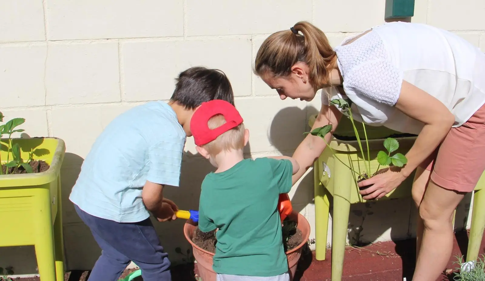 A teacher and two boys tending strawberry planters in the garden